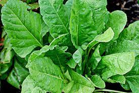 "Green Dynamo: Spinach Unveiled as a Superfood for Brain Health"
